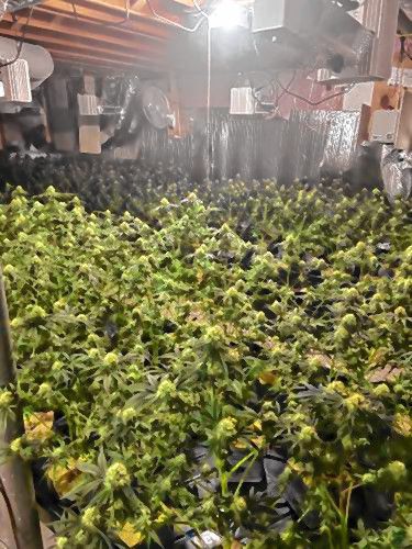 Marijuana plants seized from a home at 107 Cross Road in Holyoke.